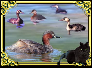 きまぐれな黒ネコ