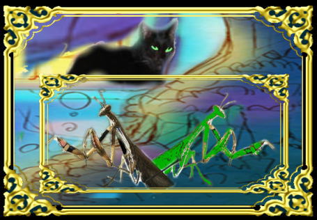 きまぐれな黒ネコ