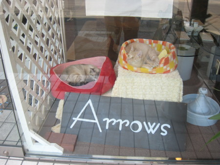 佐賀の猫カフェ Arrows イニミニマニモ