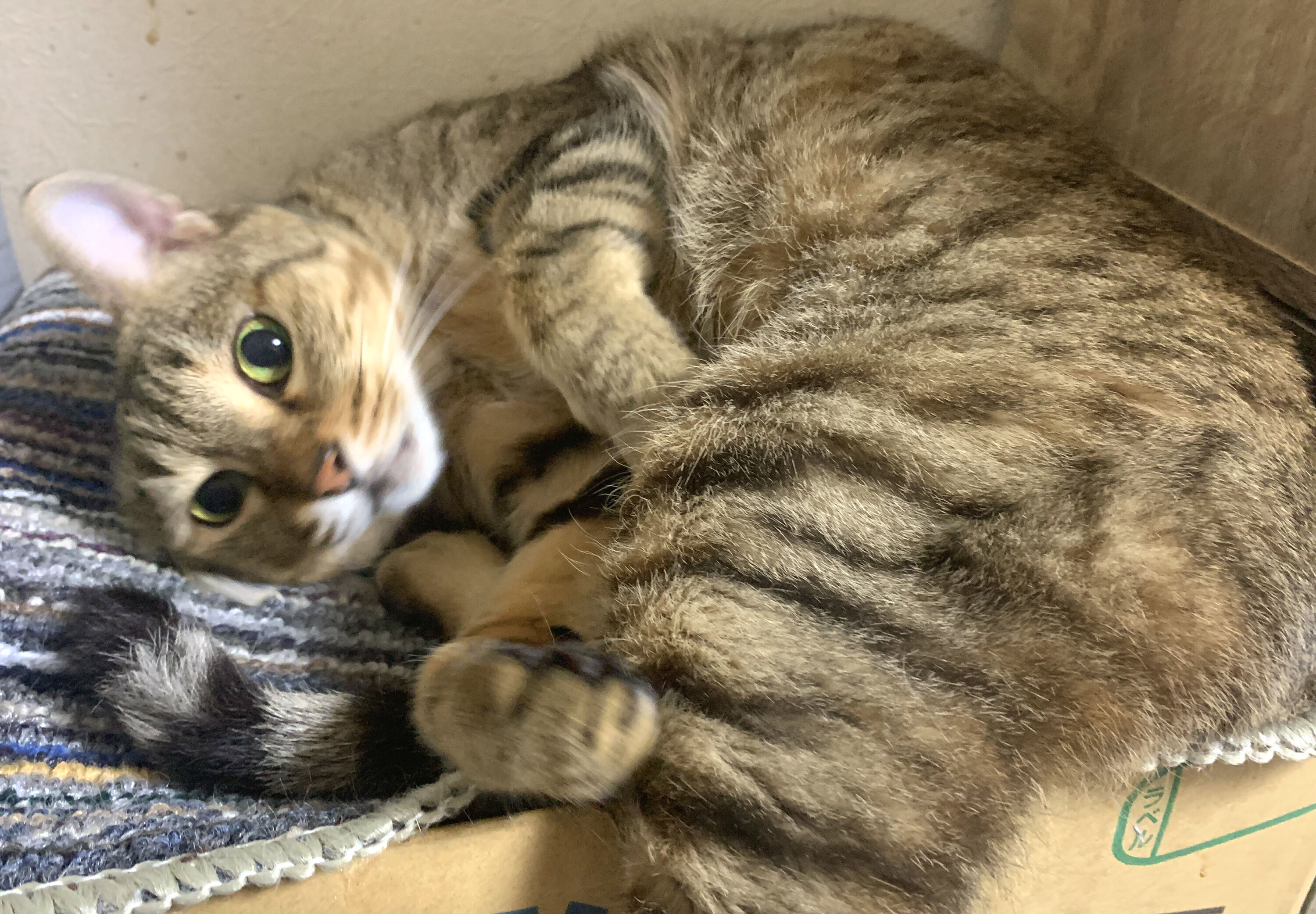まる ありがとう ぶるのば