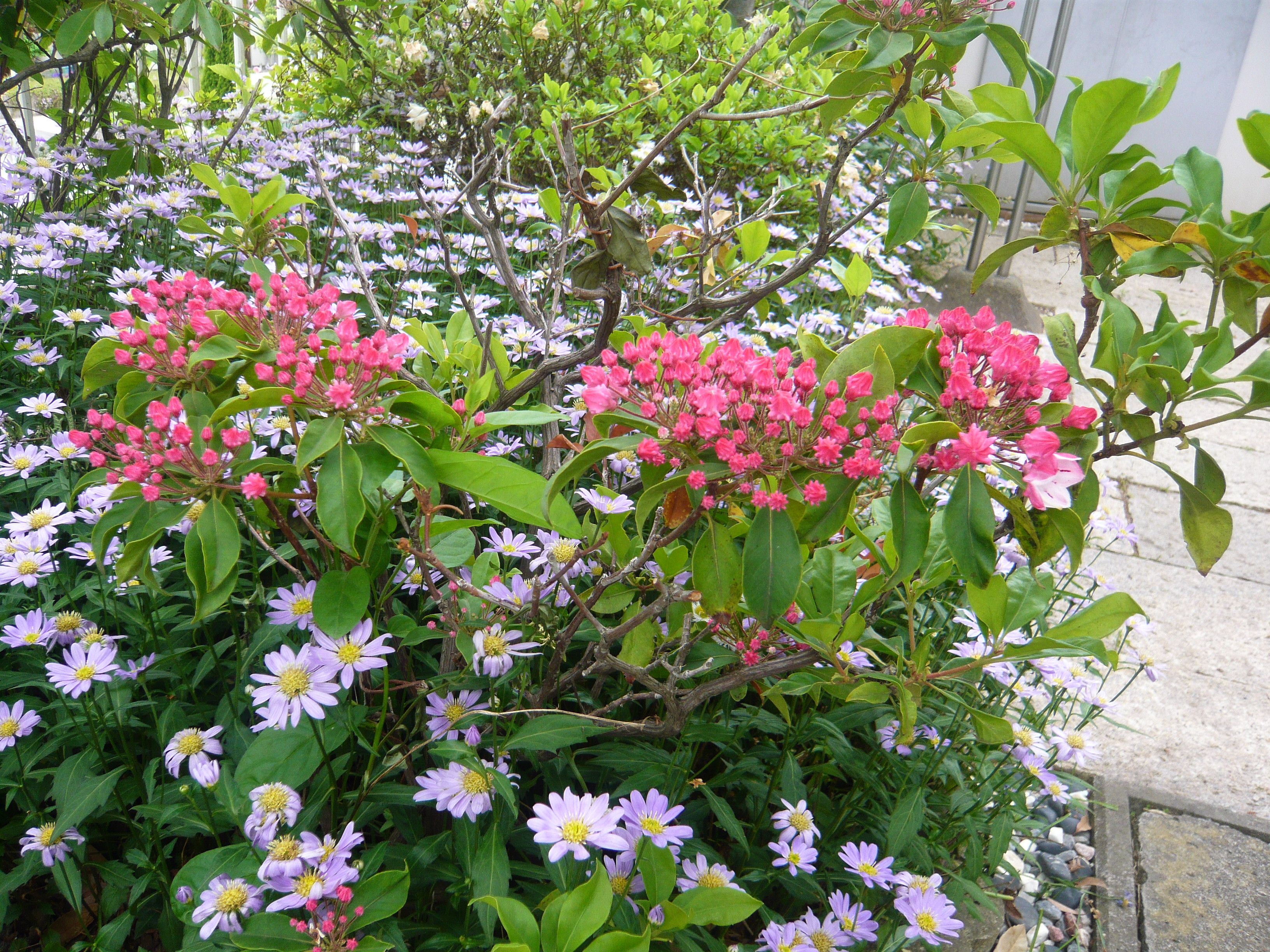 カルミアの庭 安里 あんり 安らぎの里の意味