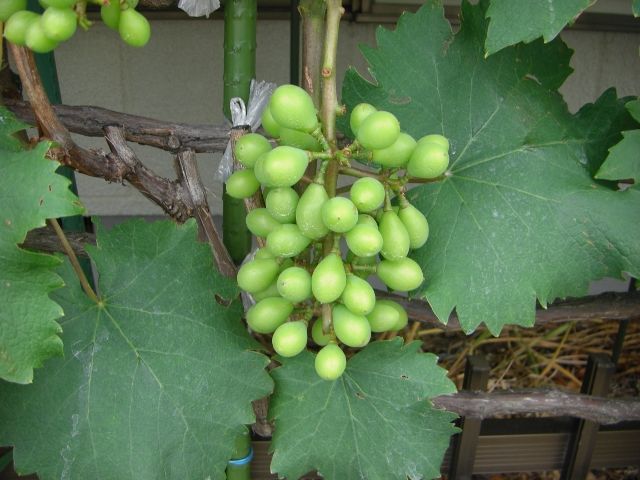 009ae0e9.jpg