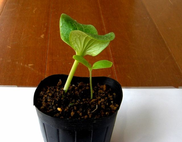 メロンの接ぎ木成功 季節の風の中で