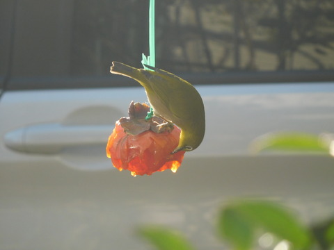 DSCN5741