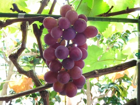 DSCN2709 (640x480)