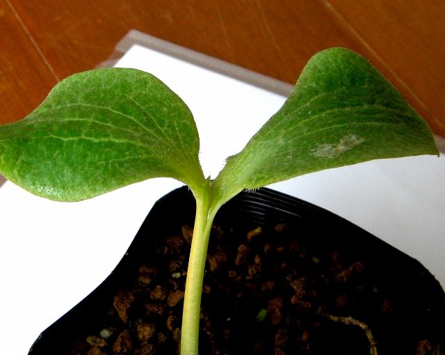 メロンの接ぎ木成功 季節の風の中で