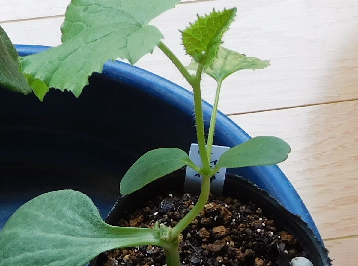 自作メロンの接ぎ木道具 季節の風の中で