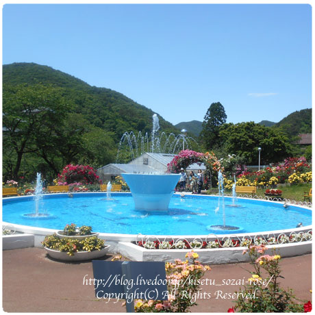 花巻温泉バラ園 バラ はまりました 花巻温泉バラ園 バラ はまりました