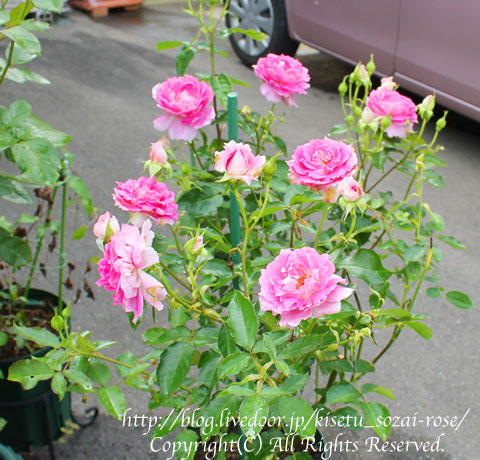 開花状況 覚え書き バラ はまりました