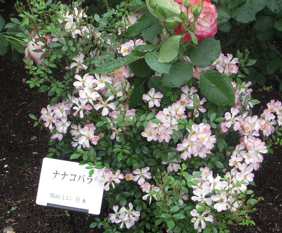 花巻温泉バラまつり でこぼこトイプードル日記 ニャン 花巻温泉バラまつり でこぼこトイプードル日記 ニャン