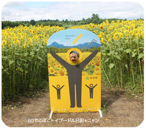 ひさしぶりの晴れ ひまわり畑 矢巾町 煙山 でこぼこトイプードル日記 ニャン ひさしぶりの晴れ ひまわり畑 矢巾町 煙山 でこぼこトイプードル日記 ニャン