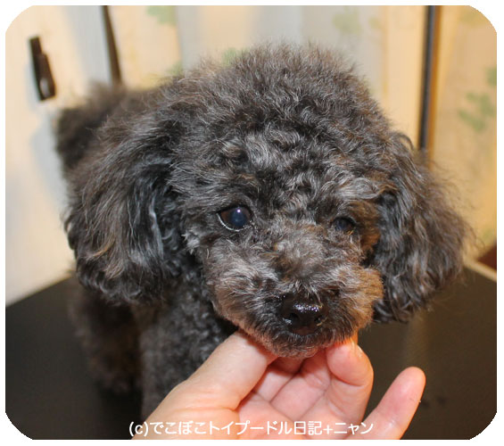 アーモンドアイ でこぼこトイプードル日記 ニャン