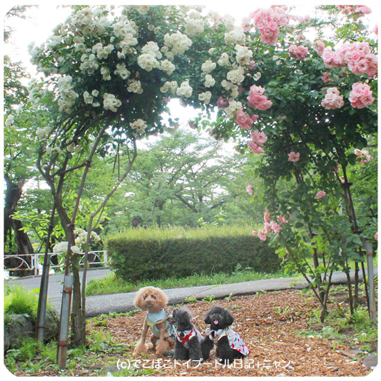 高松のバラ園 でこぼこトイプードル日記 ニャン
