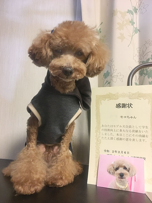 モコ 学校モデル犬卒業 でこぼこトイプードル日記 ニャン モコ 学校モデル犬卒業 でこぼこトイプードル日記 ニャン