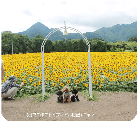 ひさしぶりの晴れ ひまわり畑 矢巾町 煙山 でこぼこトイプードル日記 ニャン ひさしぶりの晴れ ひまわり畑 矢巾町 煙山 でこぼこトイプードル日記 ニャン