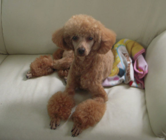 セレブ犬 に大変身 でこぼこトイプードル日記 ニャン セレブ犬 に大変身 でこぼこトイプードル日記 ニャン