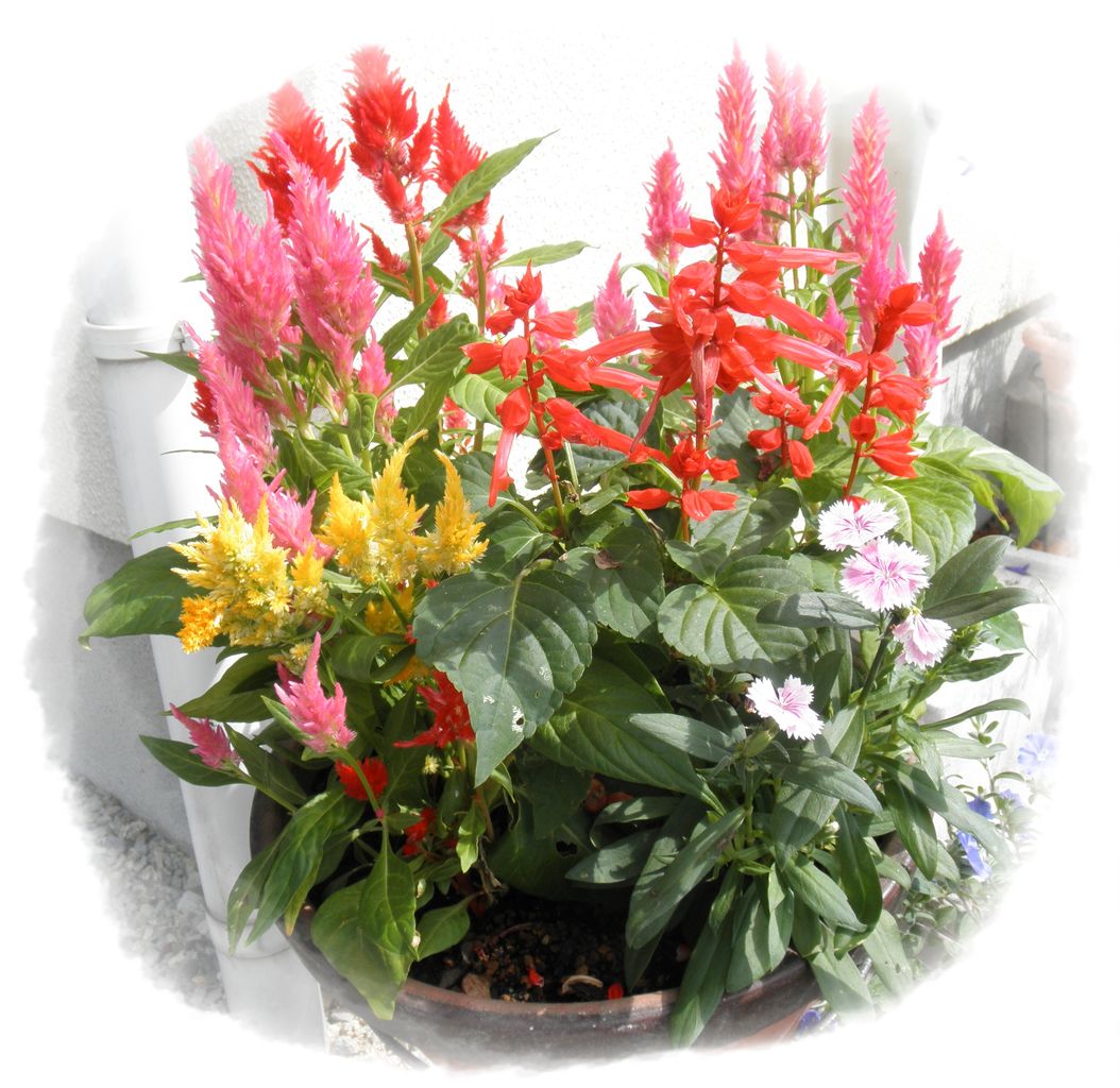 ケイトウの寄せ植え 季節の花のブログ