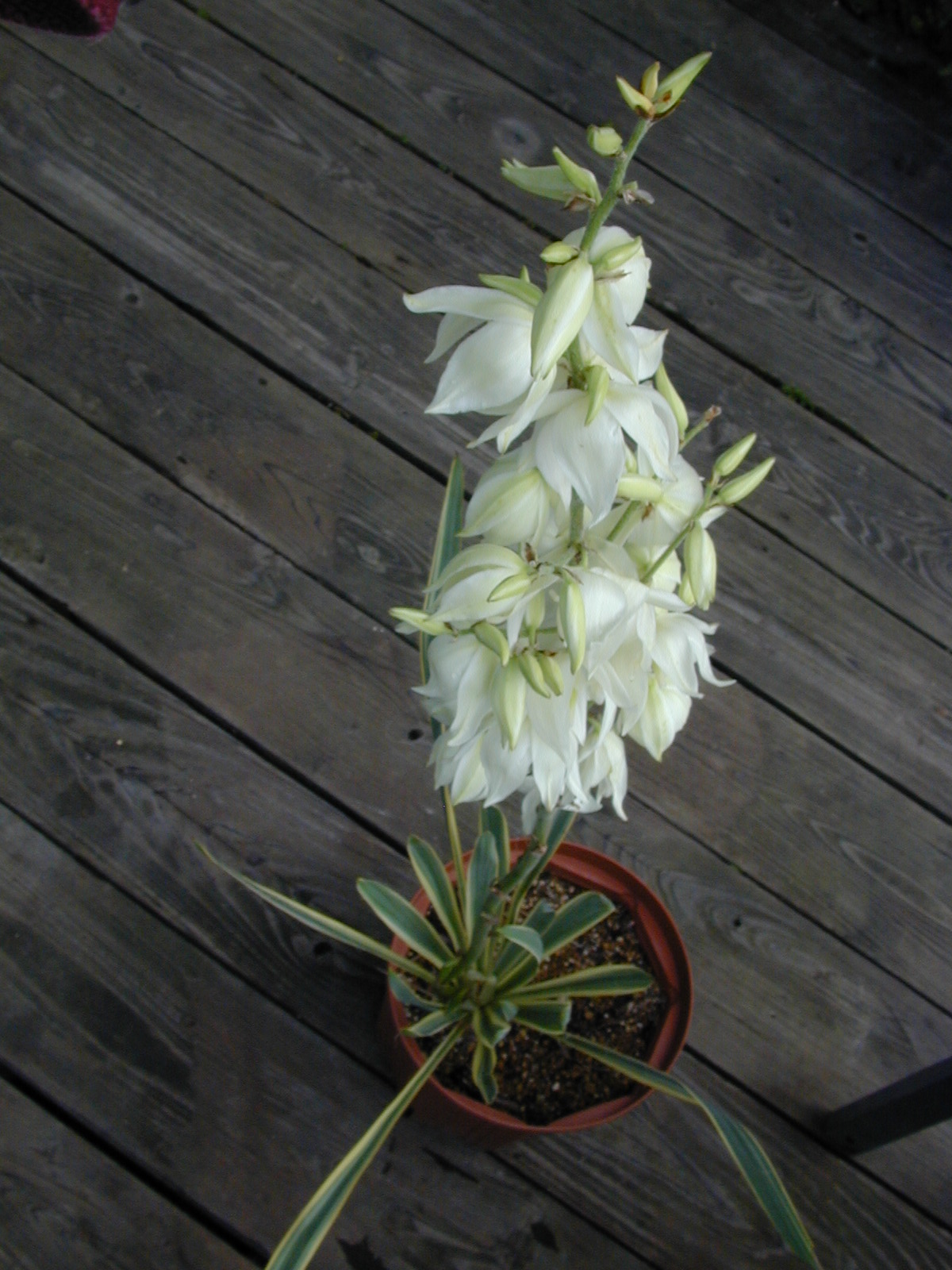 ユッカの花が咲きました 季節の花 花心 Kashin 公式ブログ