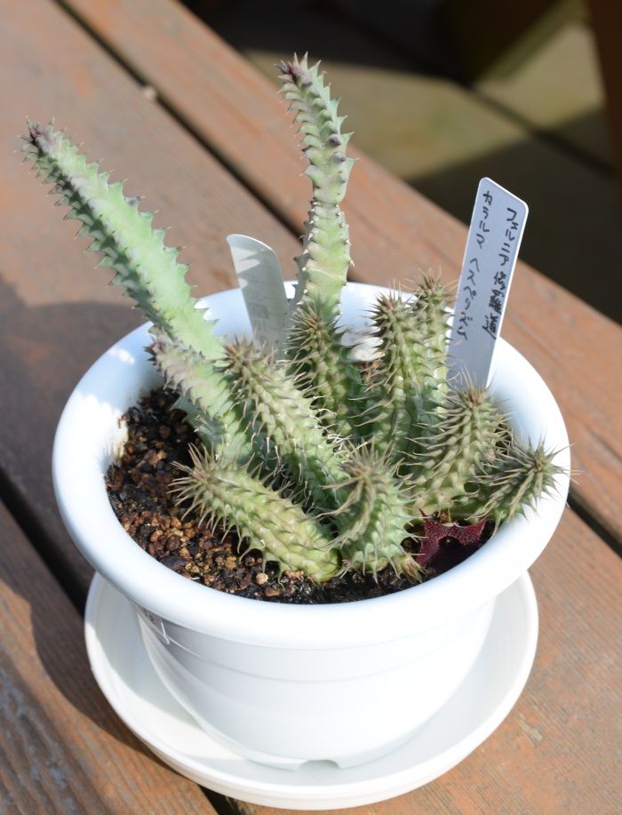 多肉植物 ガガイモ フェルニア 抜き苗
