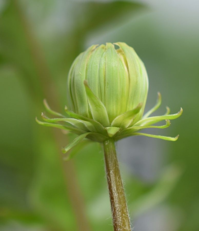 秘蔵のタンポポ 奇形花っぽい 草のblog 秘蔵のタンポポ 奇形花っぽい 草のblog
