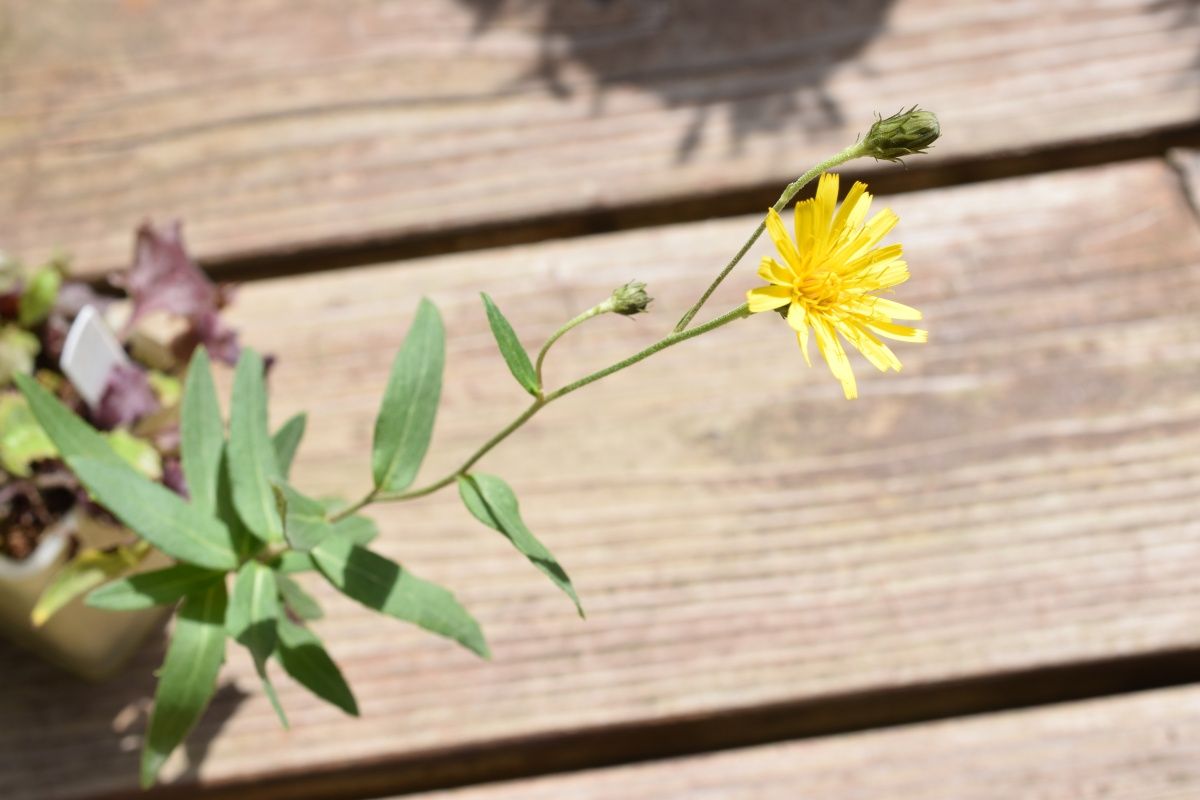 ヤナギタンポポほか 草のblog
