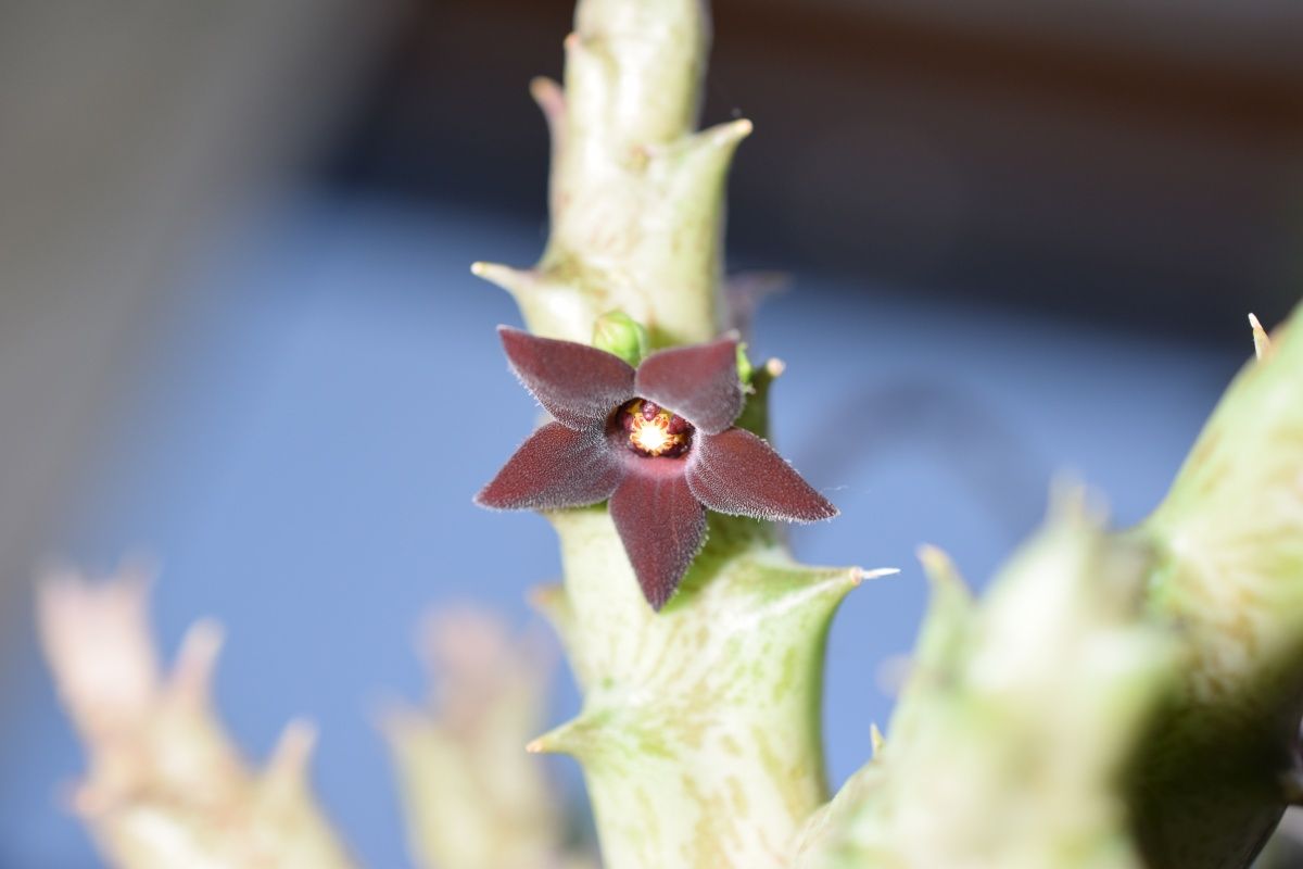 ナゾのガガイモ開花 草のblog