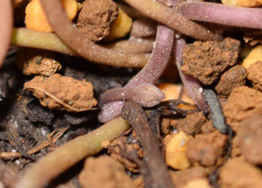 原種シクラメン ヘデリフォリウムに蕾 草のblog 原種シクラメン ヘデリフォリウムに蕾 草のblog