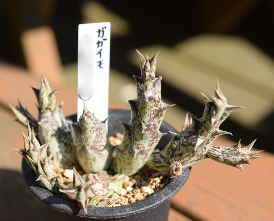 ガガイモの花 草のblog ガガイモの花 草のblog