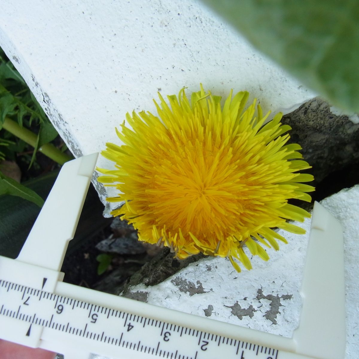 大輪セイヨウタンポポ今年は不発 草のblog