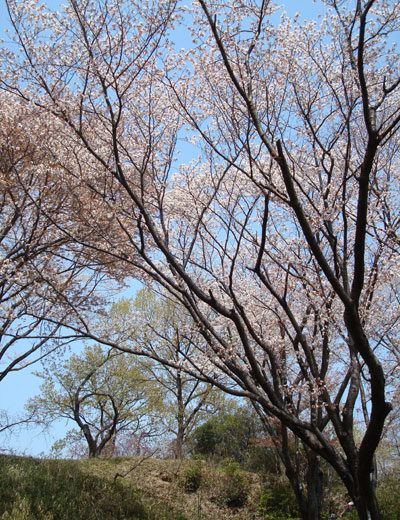 山桜1