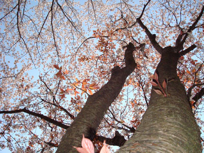 山桜2