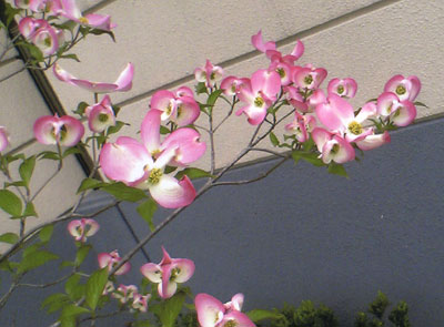 花みずき