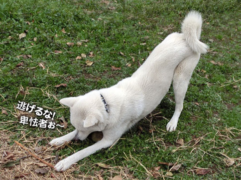 2012113003