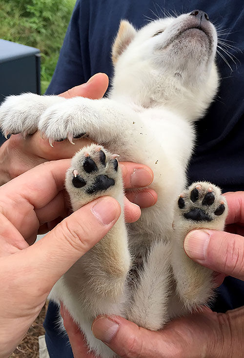 有色紀州犬baby 大宮の風 有色紀州犬baby 大宮の風