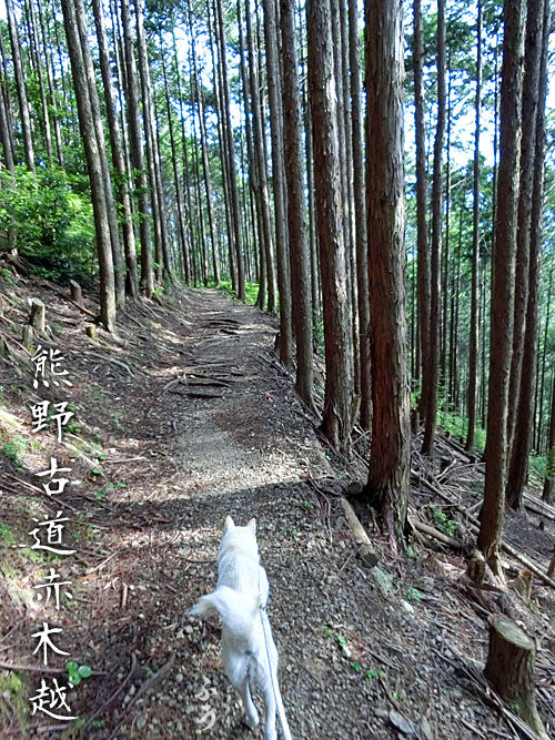 2015061006