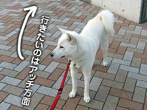 もしかして好きじゃないの 大宮の風