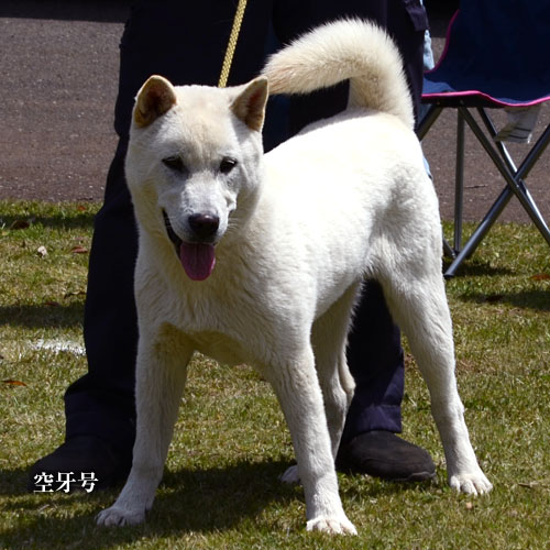 2019043003