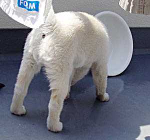 2010043004