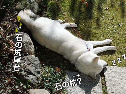 新しい犬舍 大宮の風 新しい犬舍 大宮の風