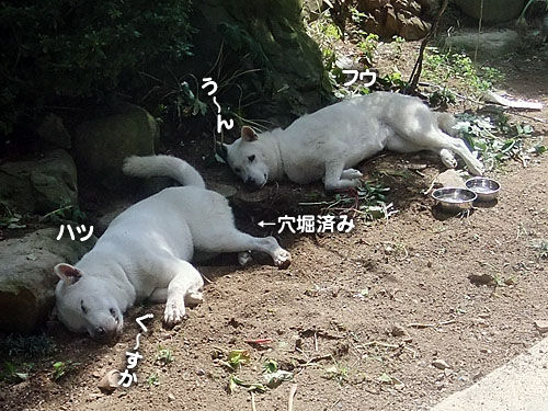 超かわいい甲斐犬ベイビィズ 大宮の風