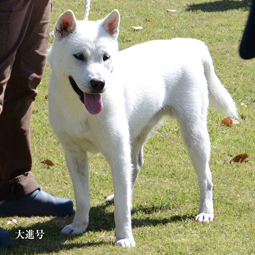 2019043007