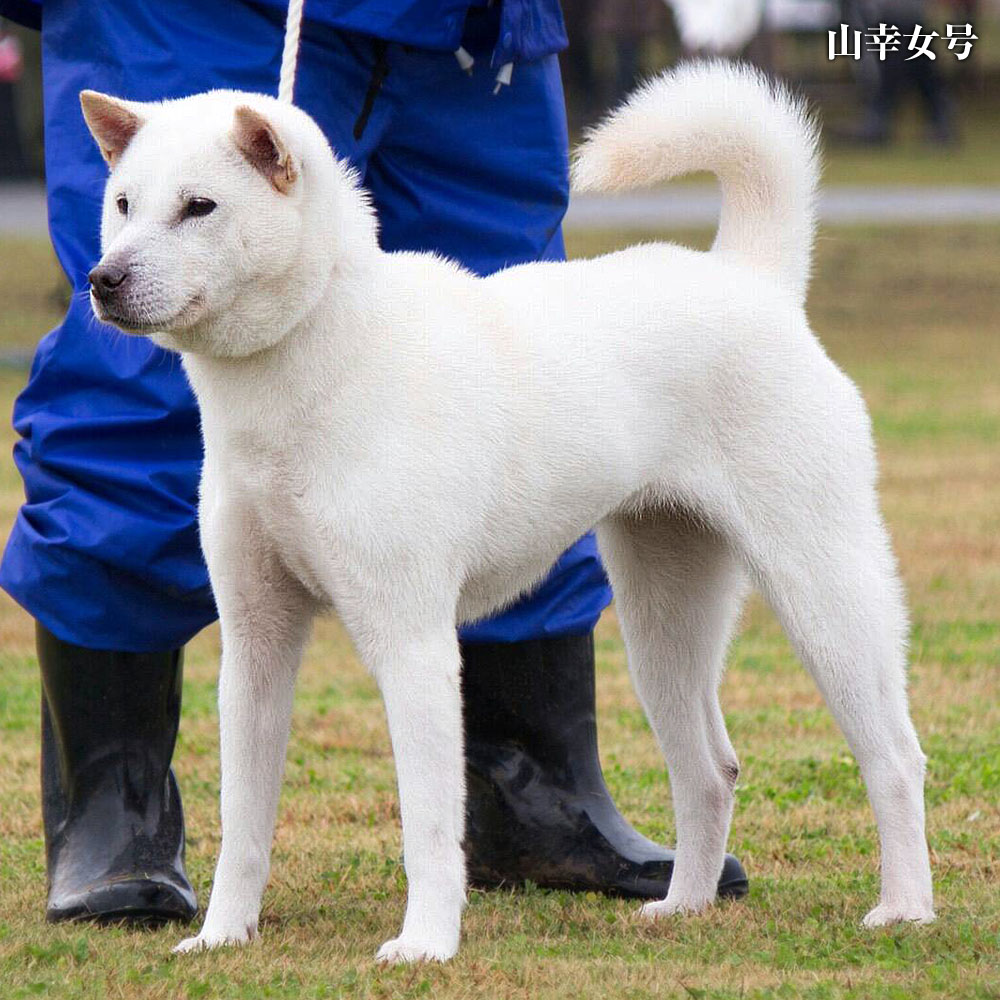 大宮の風 大宮の風