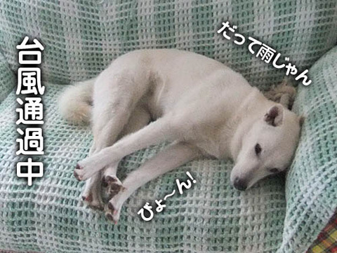 2010103007