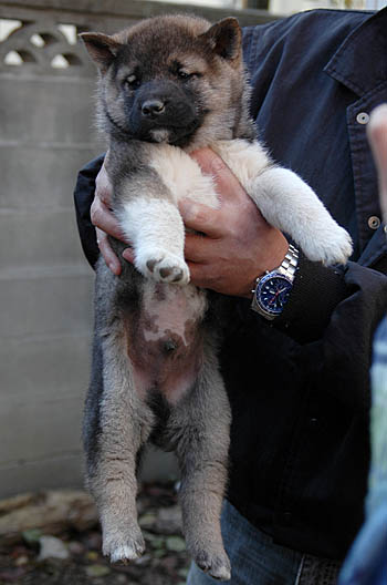 有色紀州犬の子犬達 Plus One 大宮の風