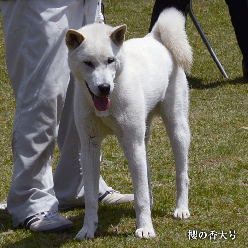 2019043002