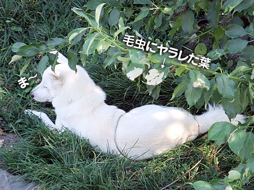 日に日に 大宮の風 日に日に 大宮の風