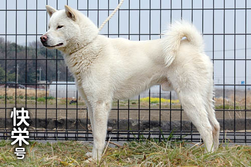 春の紀州犬祭 雄 大宮の風
