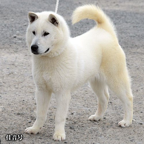 ブヒブヒ犬様。日本橋竺仙 華やかな綿縮 秋草に雪輪 広襟 ブヒブヒ犬様。日本橋竺仙 華やかな綿縮 秋草に雪輪 広襟 今年の