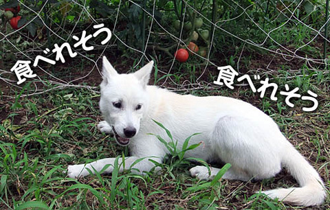 2010070602
