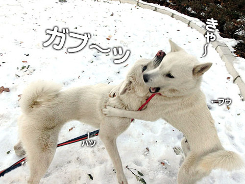 2013012903